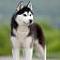 Siberian Husky's Avatar